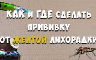 Вакцинация против желтой лихорадки: подготовка к прививке, выбор вакцин и побочные эффекты