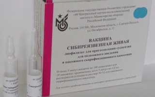 Прививка от сибирской язвы человеку: схема вакцинации и возможные побочные эффекты