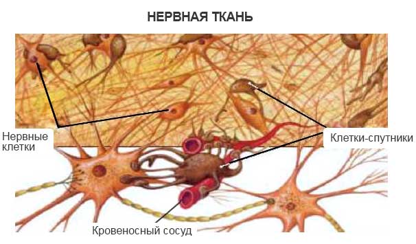 нервная ткань